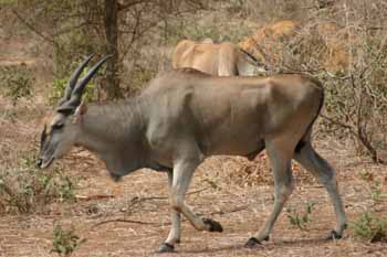 Safari en for�t de Bao.. Tourisme - 